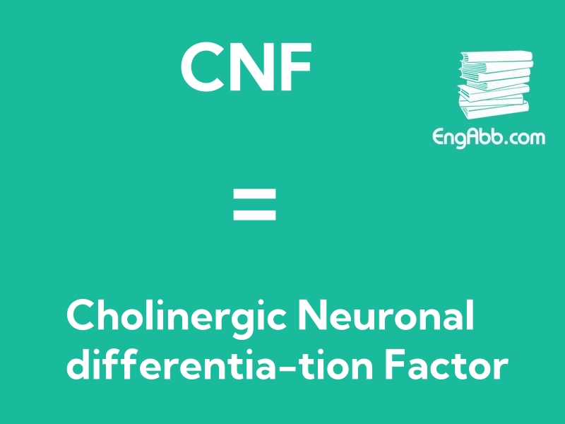 &ldquo;&zwnj;CNF&rdquo;是&ldquo;Cholinergic Neuronal differentia-tion Factor&rdquo;的缩写，意思是&ldquo;胆碱能神经元分化因子&rdquo;