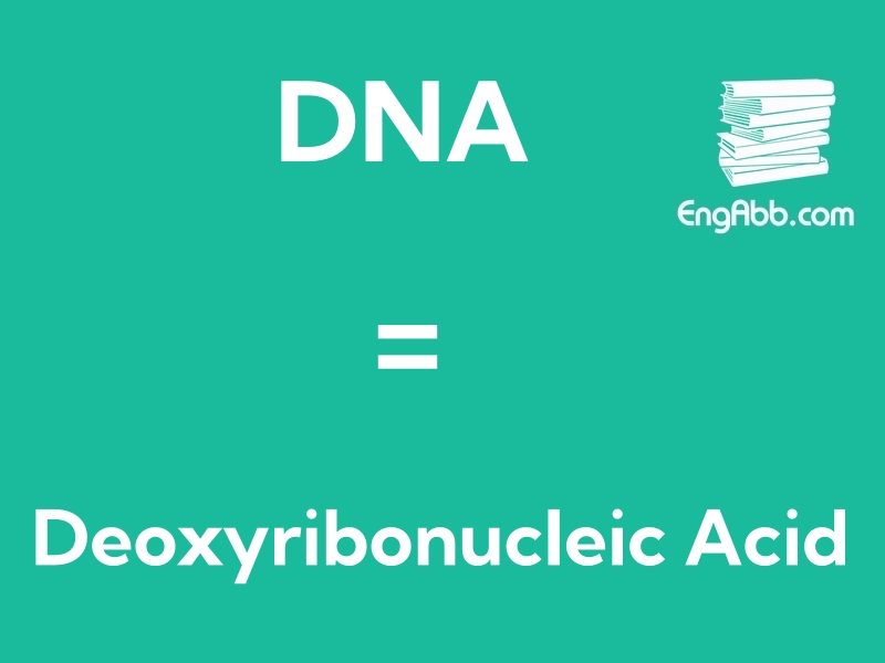 &ldquo;&zwnj;&zwnj;&zwnj;DNA&rdquo;是&ldquo;Deoxyribonucleic Acid&ldquo;的缩写，意思是&ldquo;脱氧核糖核酸&rdquo;