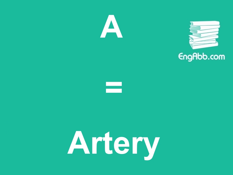 &ldquo;&zwnj;&zwnj;&zwnj;A&rdquo;是&ldquo;Artery&rdquo;的缩写，意思是&ldquo;动脉&rdquo;